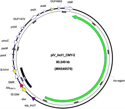 Deadly Puppy Infection Caused by an MDR Escherichia coli O39 blaCTX–M–15, blaCMY–2, blaDHA–1, and aac(6)-Ib-cr – Positive in a Breeding Kennel in Central Italy